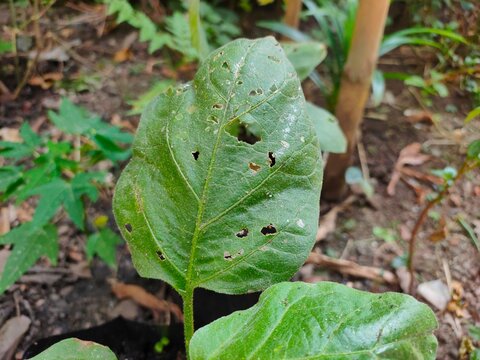 Green eggplant leaves are damaged by insects. Holes in the leaves and browning edges.