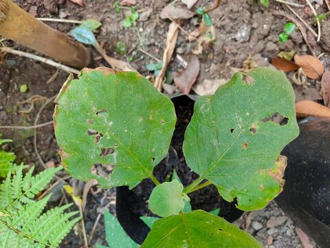 Green eggplant leaves are damaged by insects. Holes in the leaves and browning edges.