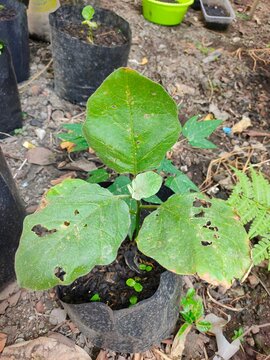Green eggplant leaves are damaged by insects. Holes in the leaves and browning edges.