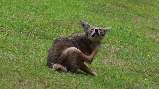 coyote sitting on the grass scratching itself 