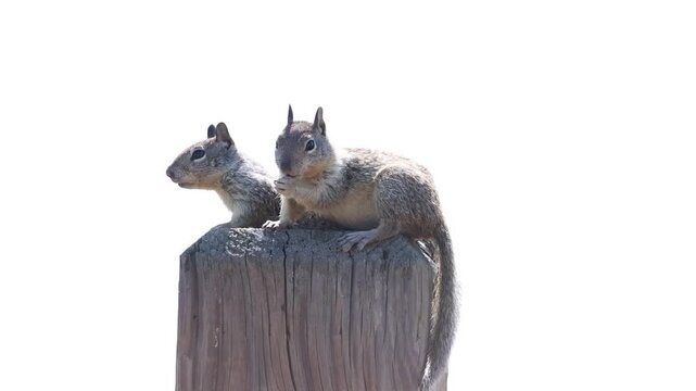 two ground squirrels on a pole with one licking paw and yawning 