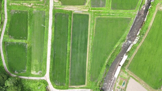 Aerial view of neat rice paddies in a rural area. Green fields stretch in orderly rows with narrow paths. Small stream flows through the fields. Trees border the farmland, adding depth to the scene