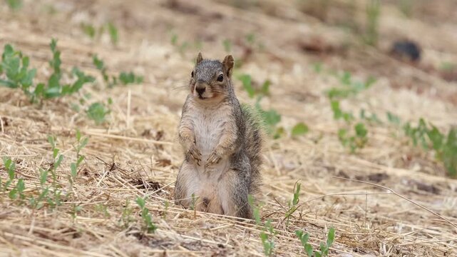 fox squirrel standing in the meadow looking lost