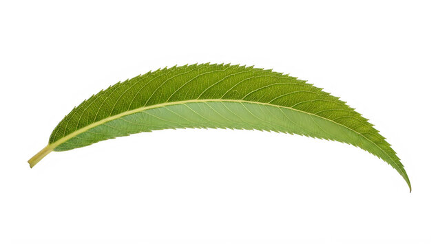 Fresh green leaf isolated on clean background