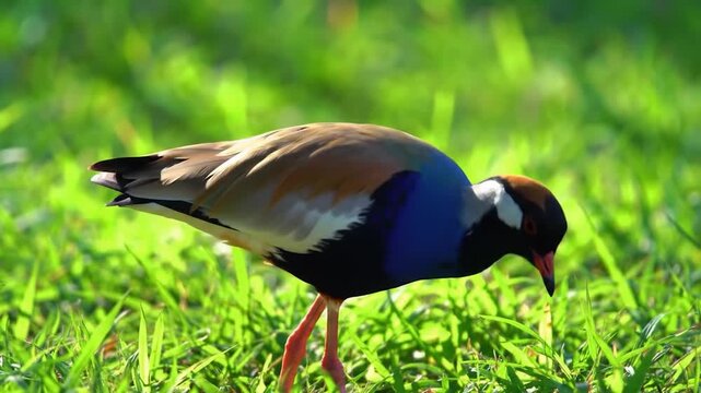 Red-wattled lapwing bird standing in green grass field.