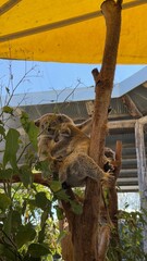 Fototapeta premium koala in the zoo