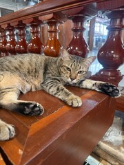 cat © Aim