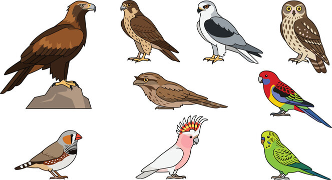 Australian Birds Collection Featuring Wedge Tailed Eagle Falcon Kite Owl Tawny Frogmouth Rosella Budgerigar Cockatoo and Zebra Finch Flat Vector Illustration Set