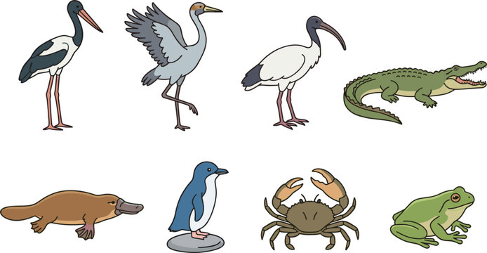 Australian Wetlands and Coastline Animals Vector Set Featuring Crane Stork Ibis Crocodile Platypus Fairy Penguin Crab and Tree Frog Cartoon Icons Graphic