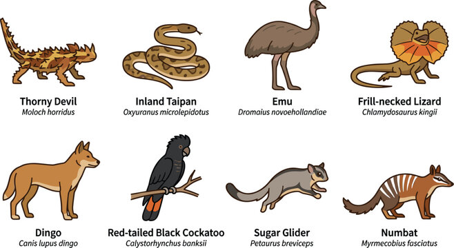 Australian Native Wildlife Collection with Thorny Devil Inland Taipan Emu Frill-necked Lizard Dingo Red-tailed Black Cockatoo Sugar Glider and Numbat Vector Illustration