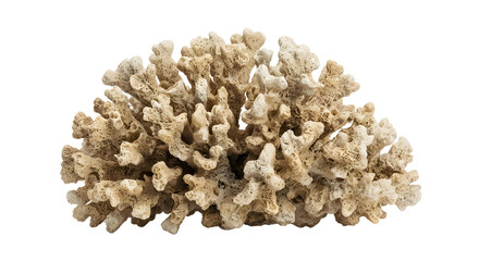 Detailed beige porous coral reef skeleton and branching formation isolated on a black background © Jurairat