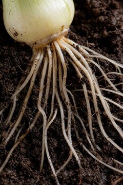 Fresh organic onion bulb with extensive white fibrous roots exposed in rich dark soil, close-up agricultural macro shot for healthy eating and gardening concepts
