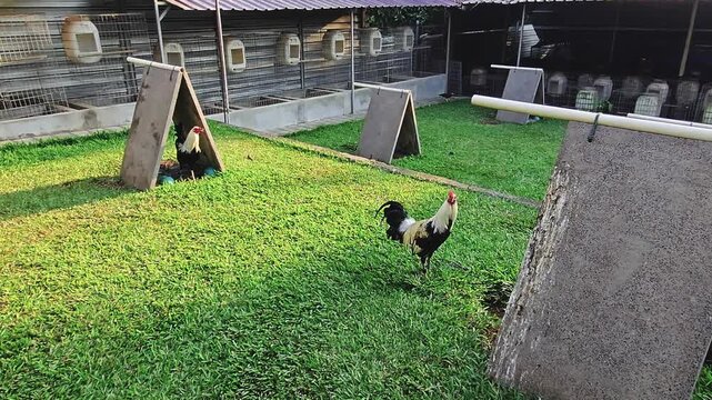 Roosters standing in a green grassy poultry farm yard with triangular shelters and wooden cages.