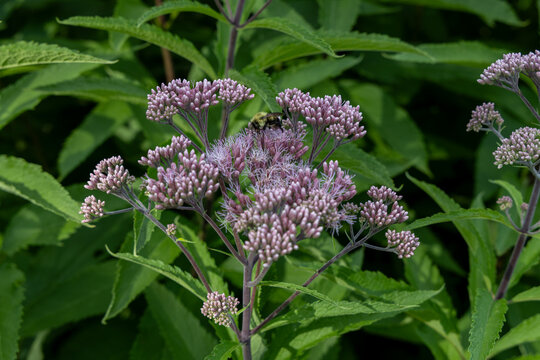 Abstract texture background of a meadow of spotted Joe-Pye weed (Eutrochium maculatum) wildflowers in bloom