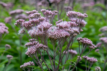 Fototapeta premium Abstract texture background of a meadow of spotted Joe-Pye weed (Eutrochium maculatum) wildflowers in bloom