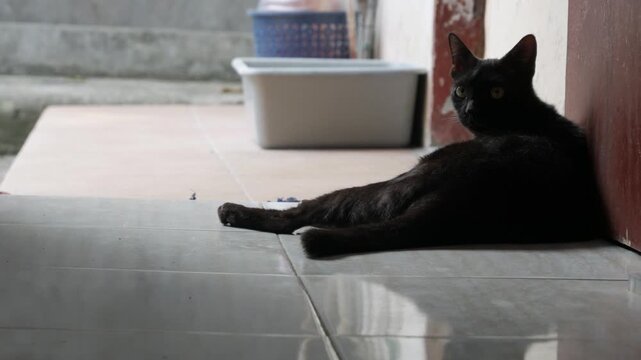 Black Cat Resting on Tiled Floor Near Doorway