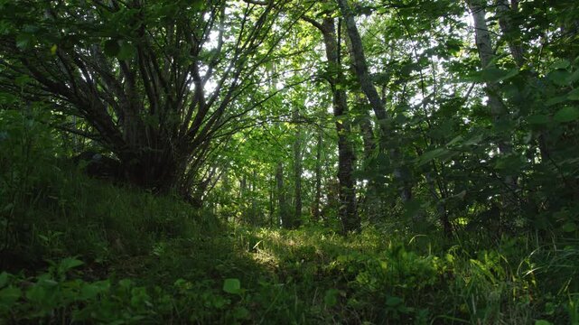 Low angle view along a leafy slope as late-day sunlight filters through dense summer trees in Norway.