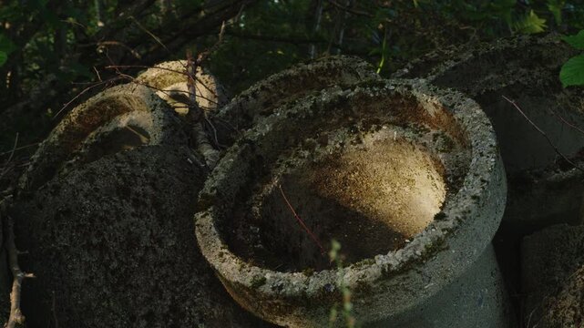 Weathered concrete pipes piled in overgrown vegetation catch a warm patch of evening sunlight in quiet Norwegian nature.