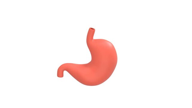 Stomach Human icon 3d rendering animation on 4k	