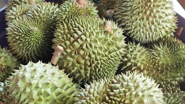 Pile of fresh durian fruits with sharp thorns.