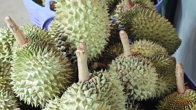 Pile of fresh tropical durian fruits in market.