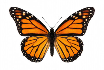 Vibrant Orange Monarch Butterfly with Outstretched Wings © Asif