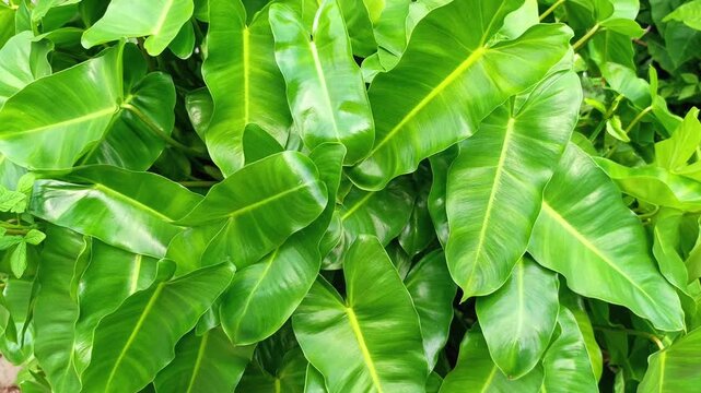 Fresh green tropical leaves pattern background in garden