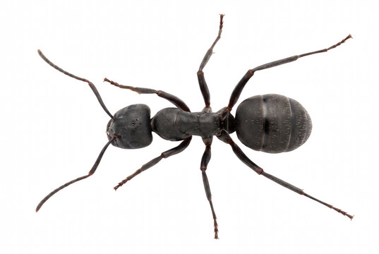 Macro Photography of a Dark Ant from an Overhead Perspective