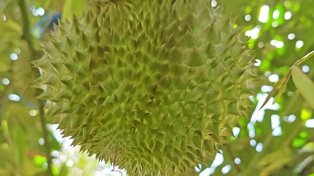 Close up of durian fruit hanging on the tree.