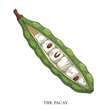 Illustration of an Open Pacay Pod Displaying Soft White Pulp and Seeds for Organic Food and Sustainable Tropical Botanical Agriculture