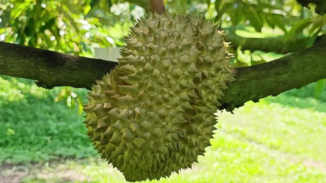 Fresh durian fruit hanging on the tree branch in an orchard.