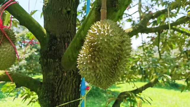 Fresh durian fruit hanging on the tree in organic orchard.