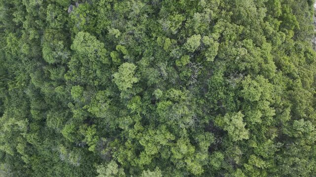 Aerial view green tropical forest island nature landscape background Thailand