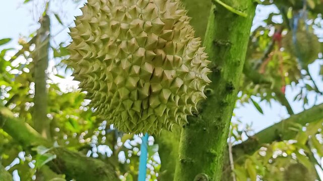 Monthong durian fruit growing on a tree in the orchard.