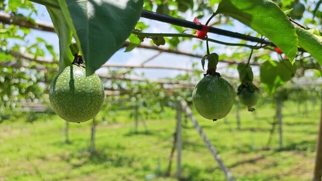 Green passion fruits hanging on the vine in a plantation.