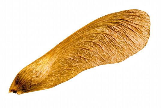 Detailed macro view of a single dried maple tree seed