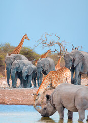 A Rhino  and  Giraffe is drinking water in a small lake - Group of elephant family drinking water in lake at amazing sunset - Etosha National Park, Namibia, Africa  © muratart