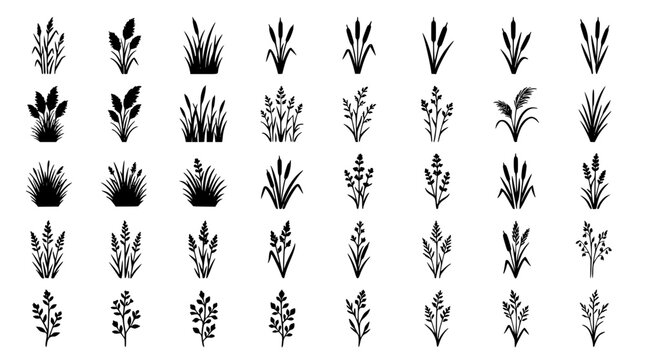 Collection of natural grass silhouettes with marsh bulrush reeds cane plants and decorative botanical foliage for landscape design