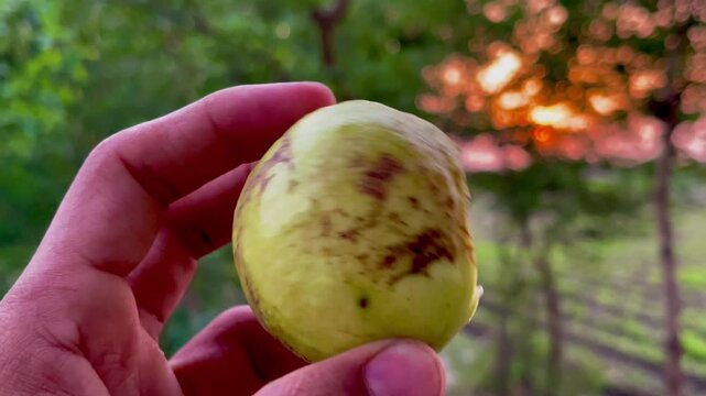guava bitten in hand 