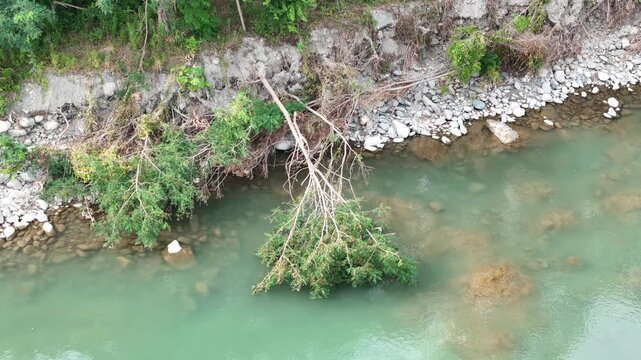 Tree collapses into flowing river from rocky bank. Greenery drifts downstream with clear, gentle currents. Natural scene evokes quiet, untouched wilderness atmosphere