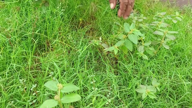 Gardener Removing Weeds and Cleaning Green Grass Lawn by Hand