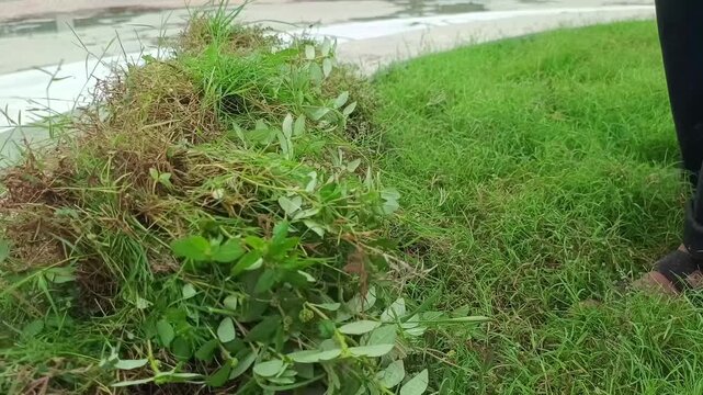 Gardener Removing Weeds and Cleaning Green Grass Lawn by Hand