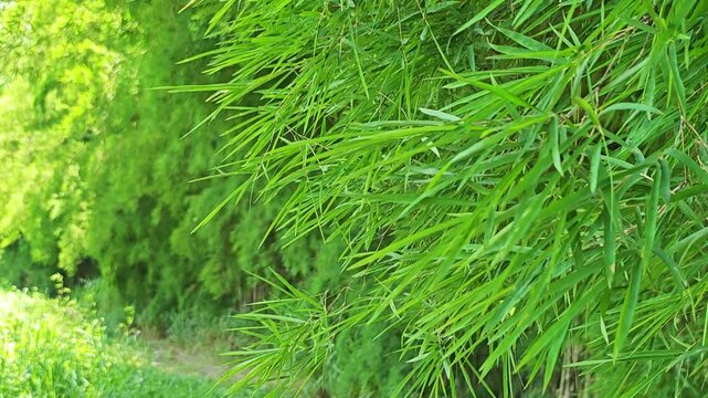 Dense green bamboo leaves texture background.