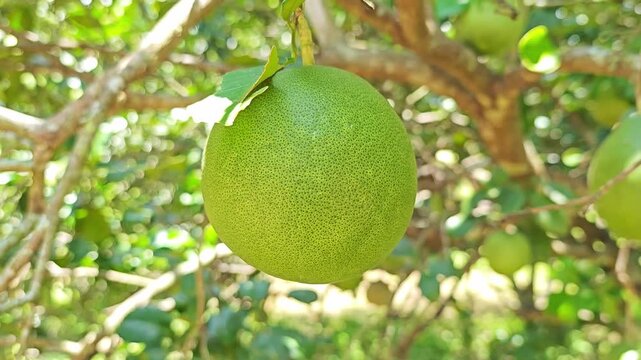 Fresh green pomelo fruit hanging on tree branch.