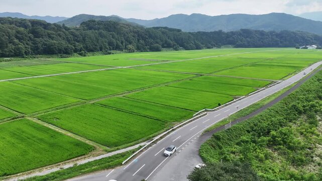 Lush green rice paddies stretch wide under soft skies. Narrow road winds through the fields, marked by white lines. Distant hills frame the scene, adding depth and calm
