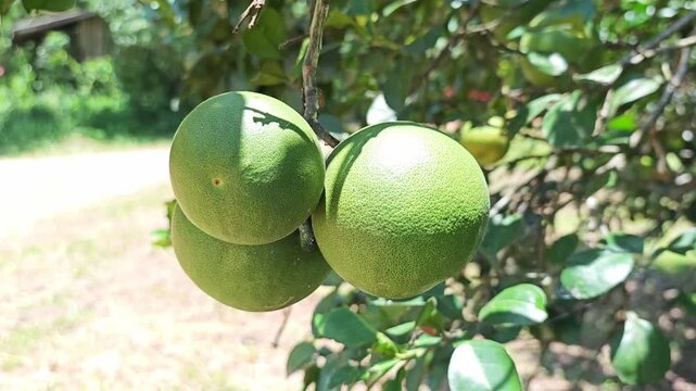 Close-up of green pomelo fruits hanging on a tree branch.