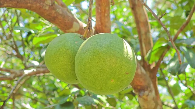 Two big green pomelos hanging on a branch of a pomelo tree in the garden.