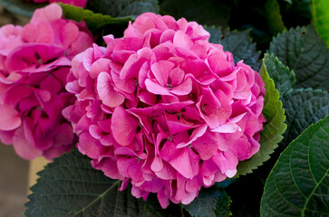 Obraz premium Vivid magenta pink flower with rich layered petals and green leaves background