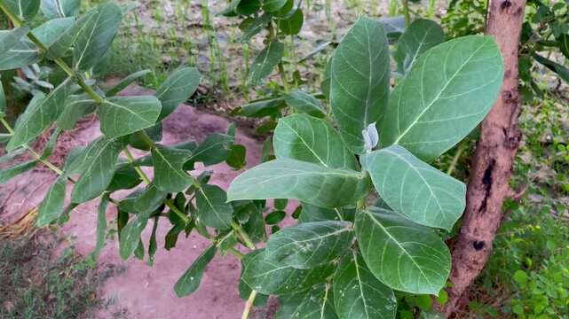 Calotropis Procera Plant with Large Green Leaves Growing Wild Naturally