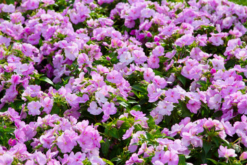Obraz premium Flowers